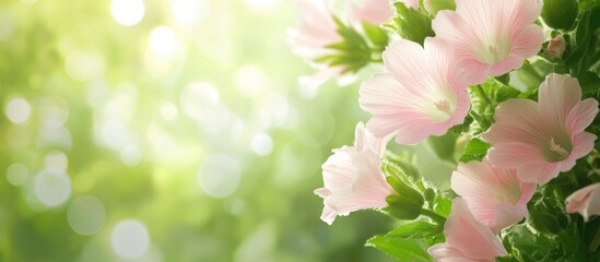 Poster - Delicate pink flowers with green leaves against a blurred light background with copy space for text.