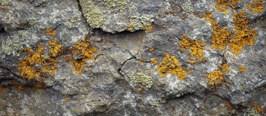 Poster - Lichen covered rock surface with yellow and green moss growth patterns and cracks in the stone texture. Copy Space