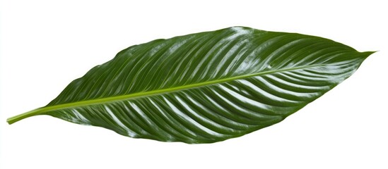 Poster - Large glossy green tropical leaf with prominent rib and intricate texture isolated on white background Copy Space