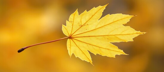 Poster - Close-up of a vibrant yellow maple leaf isolated on a blurred autumn background with Copy Space for text placement