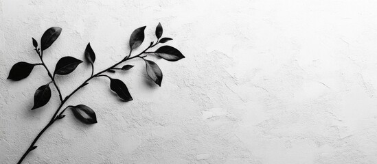 Poster - Black branch with leaves on textured white background with ample copy space for text