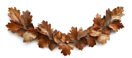 Poster - Dried oak leaves arrangement on white background with natural texture and colors ideal for seasonal decoration and design Copy Space