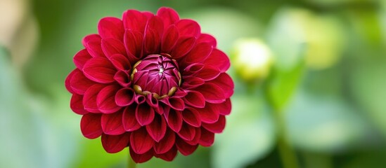 Poster - Vivid red dahlia flower in full bloom with green blurred background and ample Copy Space for text placement