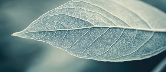 Poster - Close-up of a detailed leaf showcasing intricate veins and texture against a blurred background with Copy Space