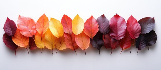Poster - Colorful autumn leaves arranged in a line on a white background with copy space for text.