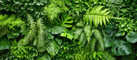 Poster - Lush green foliage background with various types of plants and leaves suitable for nature and botanical themes Copy Space