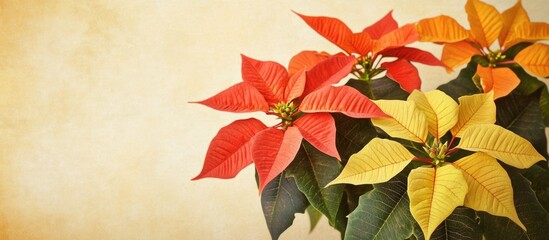 Poster - Poinsettia flowers in vibrant red, orange, and yellow colors against a textured beige background with Copy Space for text.