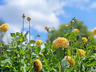 Wall Mural - dahlia yellow and orange flowers in garden