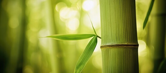 Poster - Close-up of green bamboo stalks with fresh leaves against a blurred background of bamboo forest Copy Space