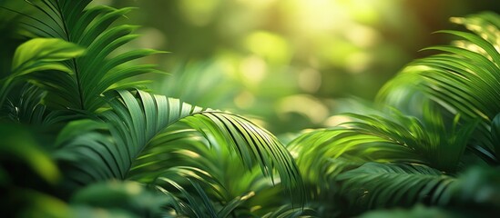 Aufkleber - Tropical green palm leaves background with soft bokeh light effect for nature themes and designs Copy Space