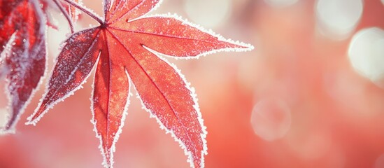 Poster - Frosty red maple leaf with blurred background depicting autumn season colors and textures, Copy Space available