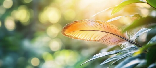 Poster - Colorful bird feather resting on green leaves with soft bokeh background and warm sunlight Copy Space