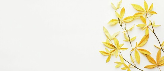 Poster - Yellow autumn leaves arranged along a white background with copy space for text placement