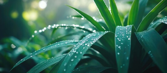 Poster - Lush green leaves with water droplets in a soft focus environment showcasing natural beauty and freshness Copy Space