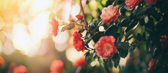 Poster - Floral composition featuring blooming pink and red flowers with green foliage and soft sunlight in the background Copy Space