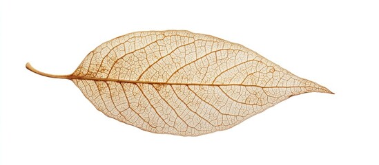 Poster - Dried leaf isolated on white background showcasing intricate vein structure with copy space for text placement