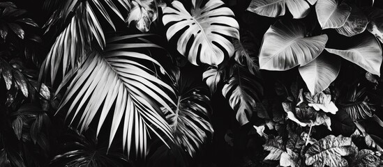 Wall Mural - Monochrome tropical leaves texture background with various plant foliage ideal for nature themed designs Copy Space