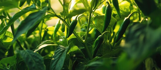Poster - Green chili pepper plants with vibrant leaves and ripening peppers illuminated by natural light in a garden setting Copy Space