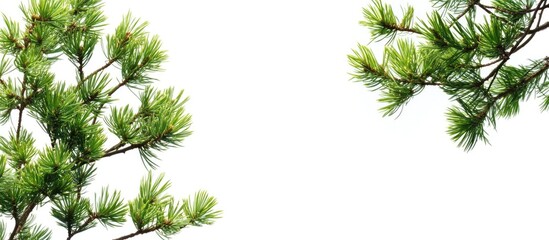 Aufkleber - Pine tree branches with fresh green needles on white background with copy space for text