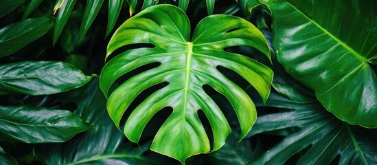 Poster - Monstera leaf among tropical green foliage with a focus on the leaf texture and pattern Copy Space