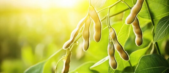 Poster - Green pods hanging on a branch amidst vibrant foliage illuminated by sunlight with blurred background and Copy Space