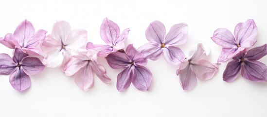 Aufkleber - Colorful arrangement of dried purple and pink flowers on a white background Copy Space
