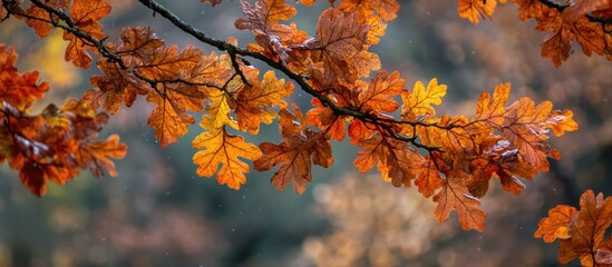 Poster - Autumn oak leaves with vibrant orange and yellow colors against a blurred background of a forest in soft rain conditions