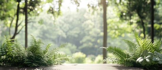Poster - Lush green ferns foreground with a blurred forest background and soft sunlight Copy Space