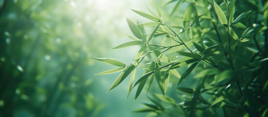 Aufkleber - Green bamboo leaves with soft sunlight filtering through a misty atmosphere nature background Copy Space