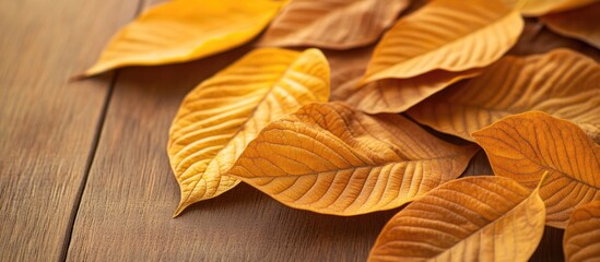 Aufkleber - Autumn leaves in warm tones lying on a wooden surface with detailed textures and patterns Copy Space