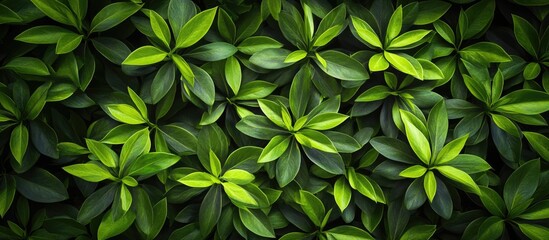 Poster - Green foliage background with close-up views of various leaves, natural texture and patterns, suitable for organic or botanical themes, Copy Space.