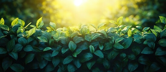 Poster - Lush green leaves with sunlight glowing in the background creating a serene natural atmosphere Copy Space