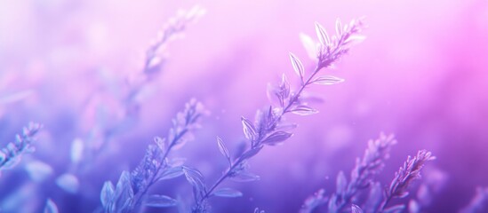 Poster - Purple and Pink Gradient Background with Delicate Plant Silhouettes and Blurred Bokeh Effect Copy Space