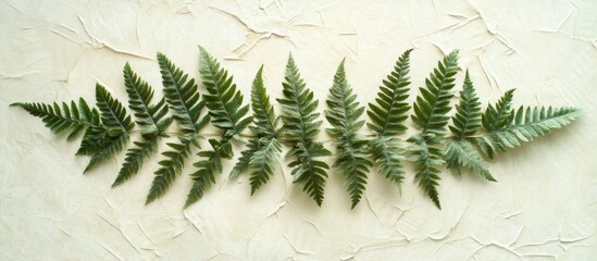 Poster - Ferns arranged in a line on textured beige background showcasing intricate leaf structure and detail with Copy Space