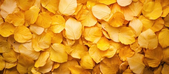 Aufkleber - Close-up of vibrant yellow rose petals layered on a surface with natural lighting and soft shadows. Copy Space available.