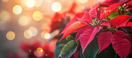 Aufkleber - Close-up of vibrant red poinsettia leaves with blurred bokeh background and soft warm light Copy Space