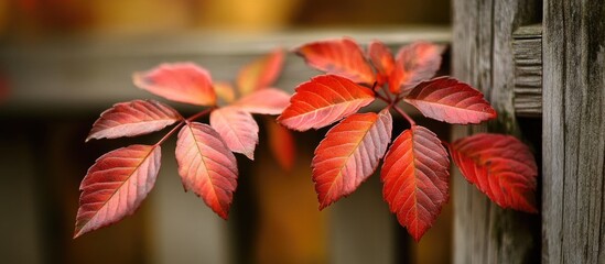 Poster - Vibrant red autumn leaves on a wooden fence with blurred background creating a natural and seasonal atmosphere Copy Space
