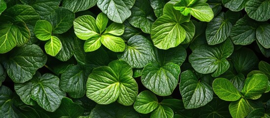 Aufkleber - Green leaves background texture with various shades of green foliage natural pattern Copy Space