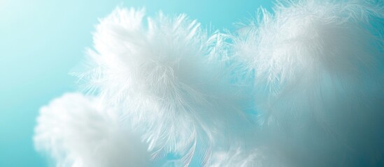 Aufkleber - Fluffy white feathers on a soft blue background with gentle lighting and smooth textures Copy Space