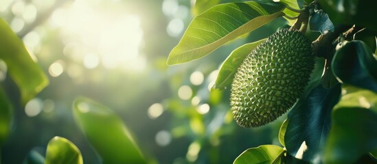 Canvas Print - Close-up of a young durian fruit on a tree branch surrounded by green leaves in natural sunlight with blurred background and Copy Space.