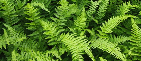 Poster - Lush green ferns foliage pattern with texture and detail suitable for background design or natural themes Copy Space