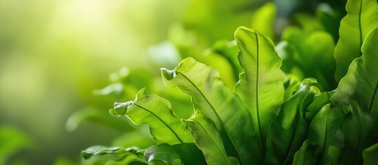Aufkleber - Lush green fern leaves with soft focus background and natural light Copy Space