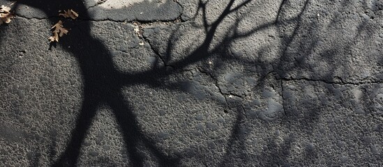 Poster - tree branch shadow on cracked asphalt surface with fallen leaves and textured background showing sea