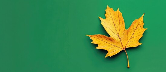 Aufkleber - Yellow autumn maple leaf on a vibrant green background with ample copy space for text placement