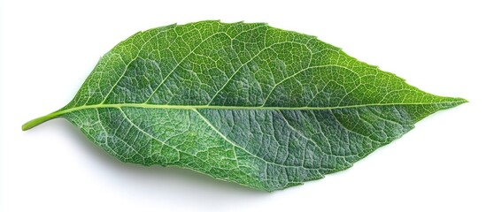 Aufkleber - Close-up view of a green leaf showcasing detailed vein structure and texture with white background and ample Copy Space