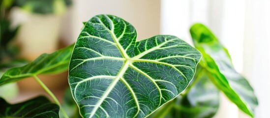 Aufkleber - Close-up of heart-shaped green leaf with prominent veins and soft focus background of additional foliage and light from window Copy Space