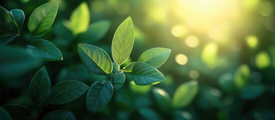 Aufkleber - Close-up of green leaves with soft sunlight background and bokeh effect healthy foliage natural environment Copy Space