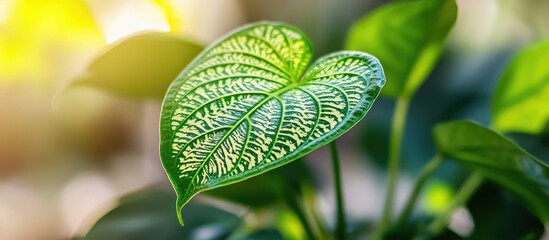 Aufkleber - Close-up of a vibrant green leaf with intricate patterns and veins surrounded by blurred foliage and natural light Copy Space