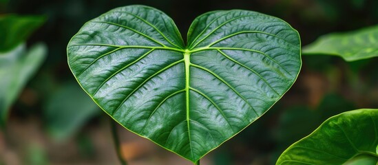 Poster - Close-up of a large green heart-shaped leaf with prominent veins and textured surface surrounded by other green foliage Copy Space
