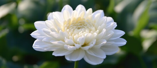 Aufkleber - White flower blossom with layered petals and green foliage background suitable for floral designs and nature themes. Copy Space